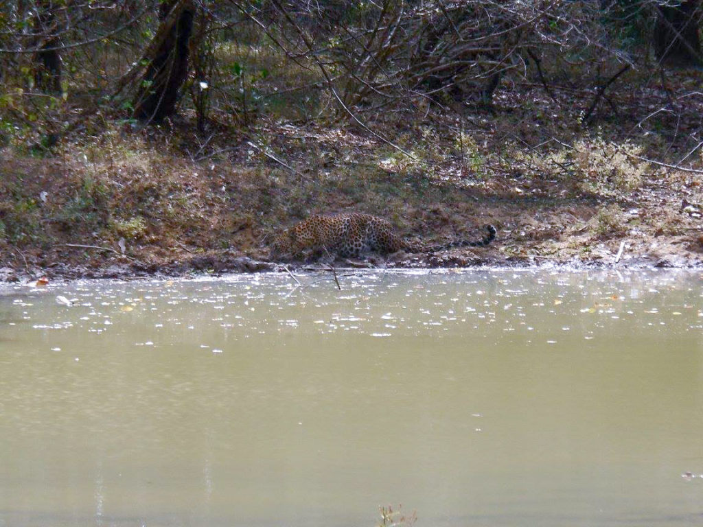 Leopard sipping water in Yala National Park in Sri Lanka
