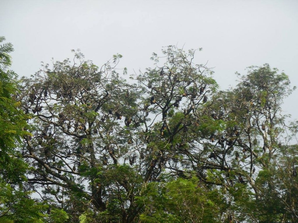 Bats in trees in Sri Lanka