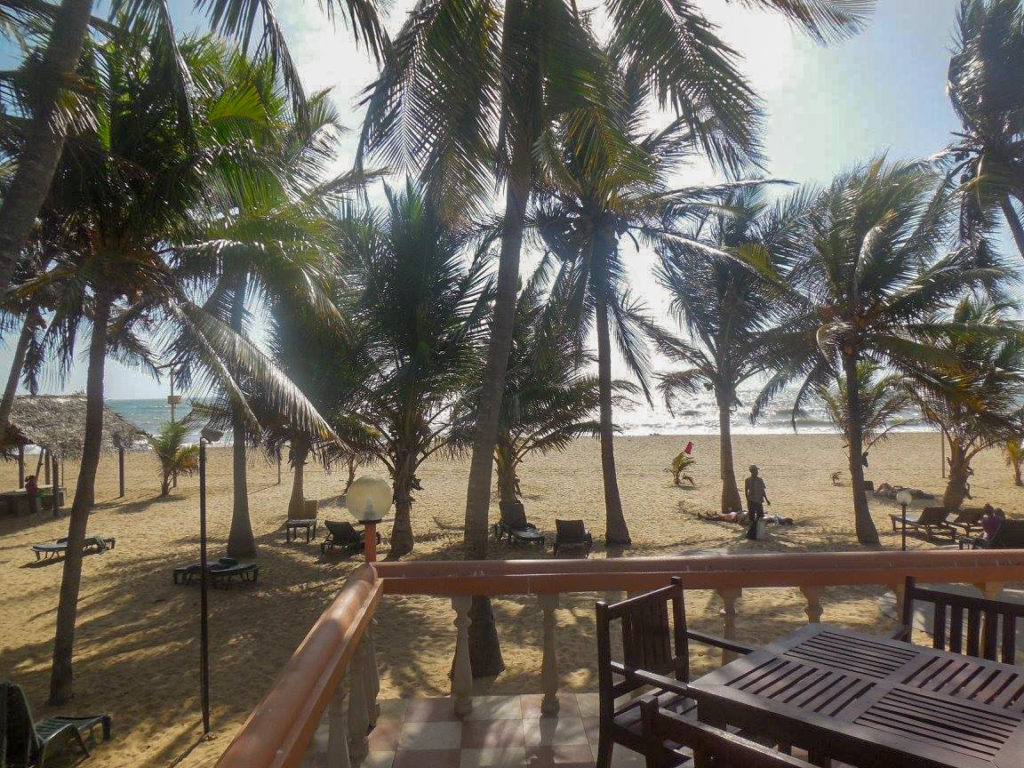 Palm Trees in Negombo in Sri Lanka