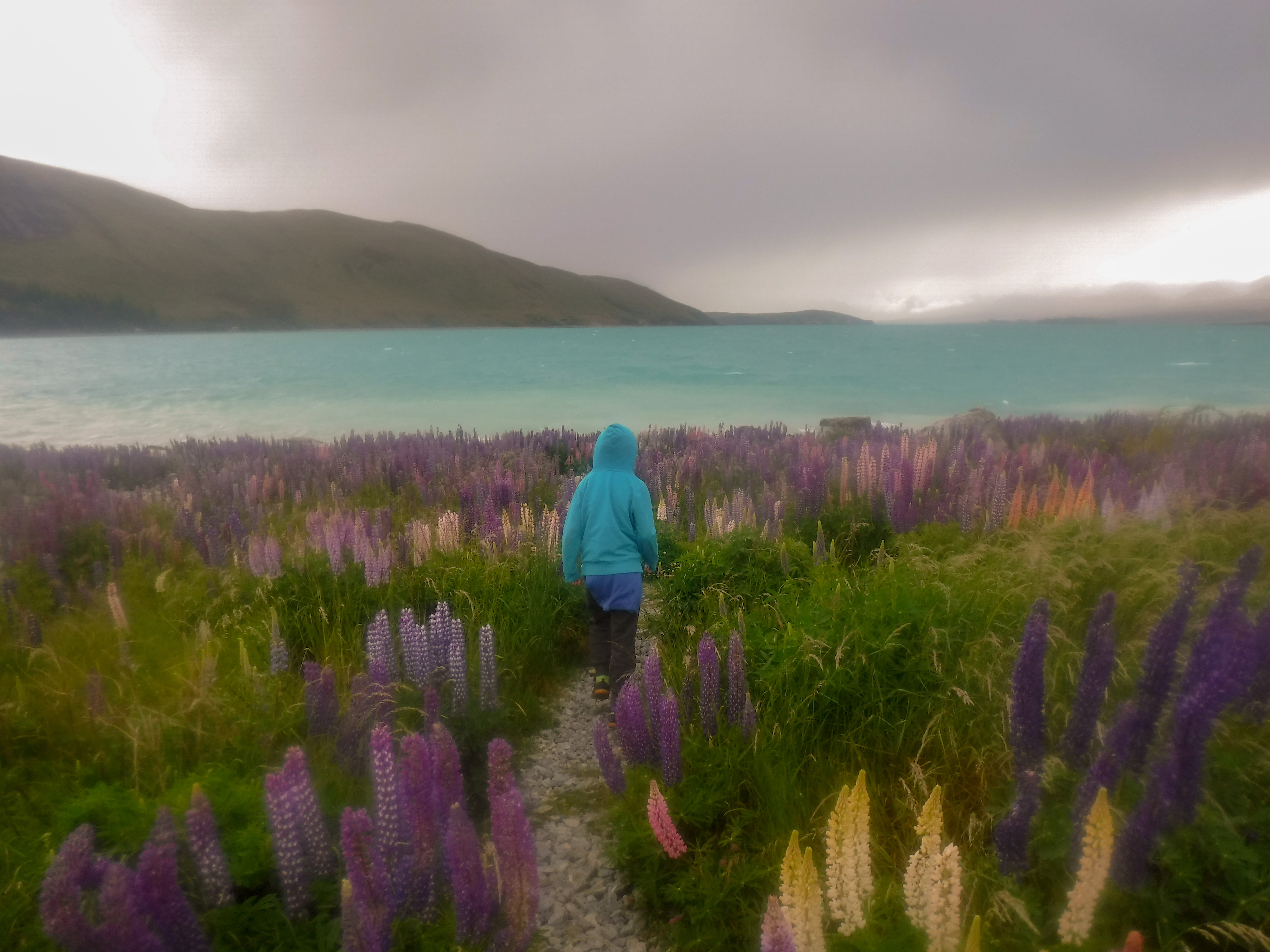 Child standing by Lake Tekapo in New Zealand