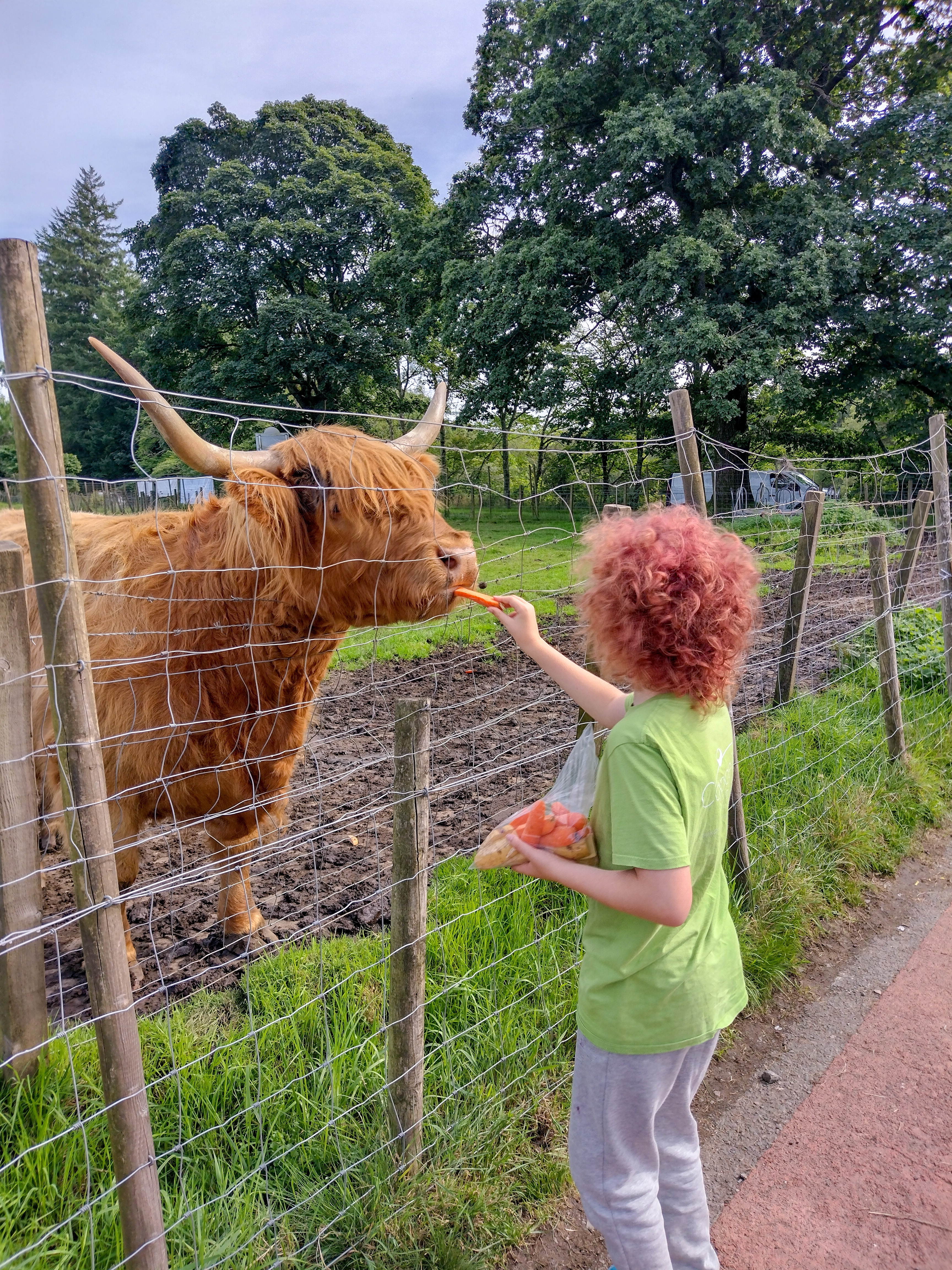 Child feeding highland cow in Scotland