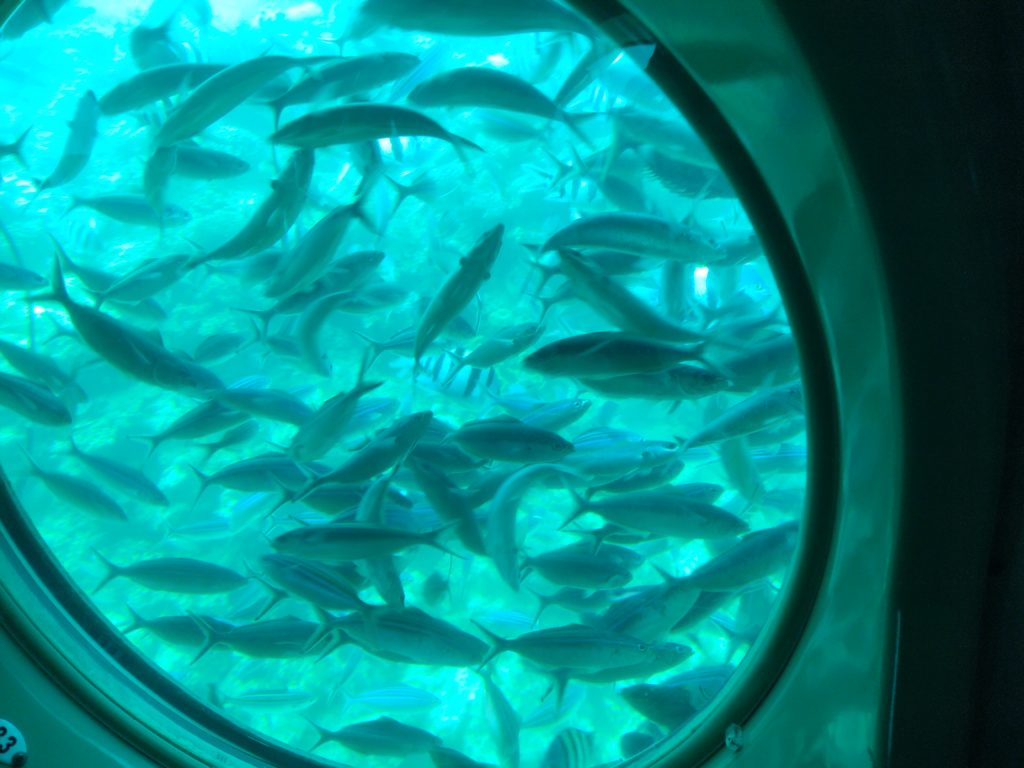 Fish through a Submarine Window