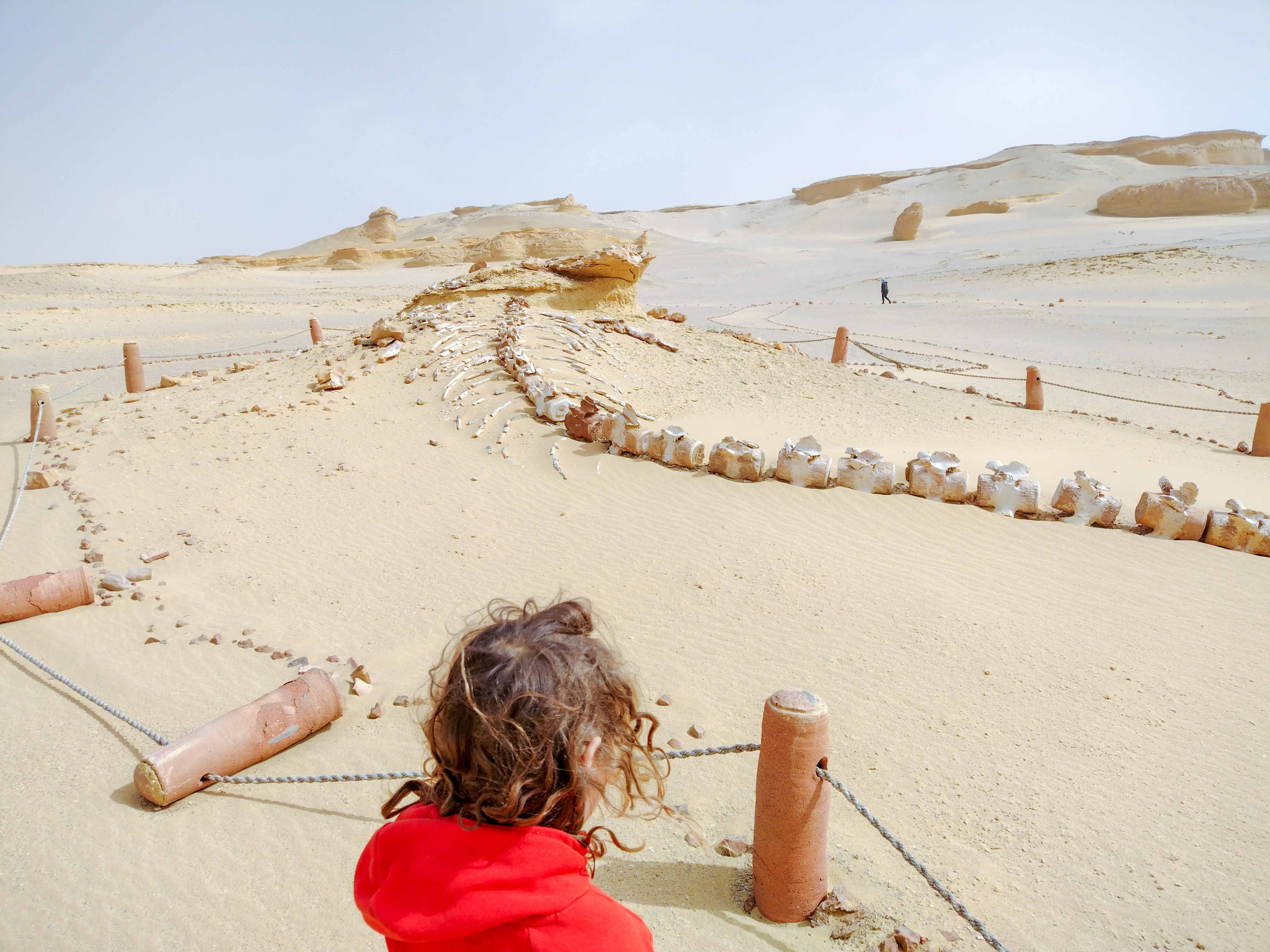 child looking at whale skeleton in the desert in Faiyum, Egypt