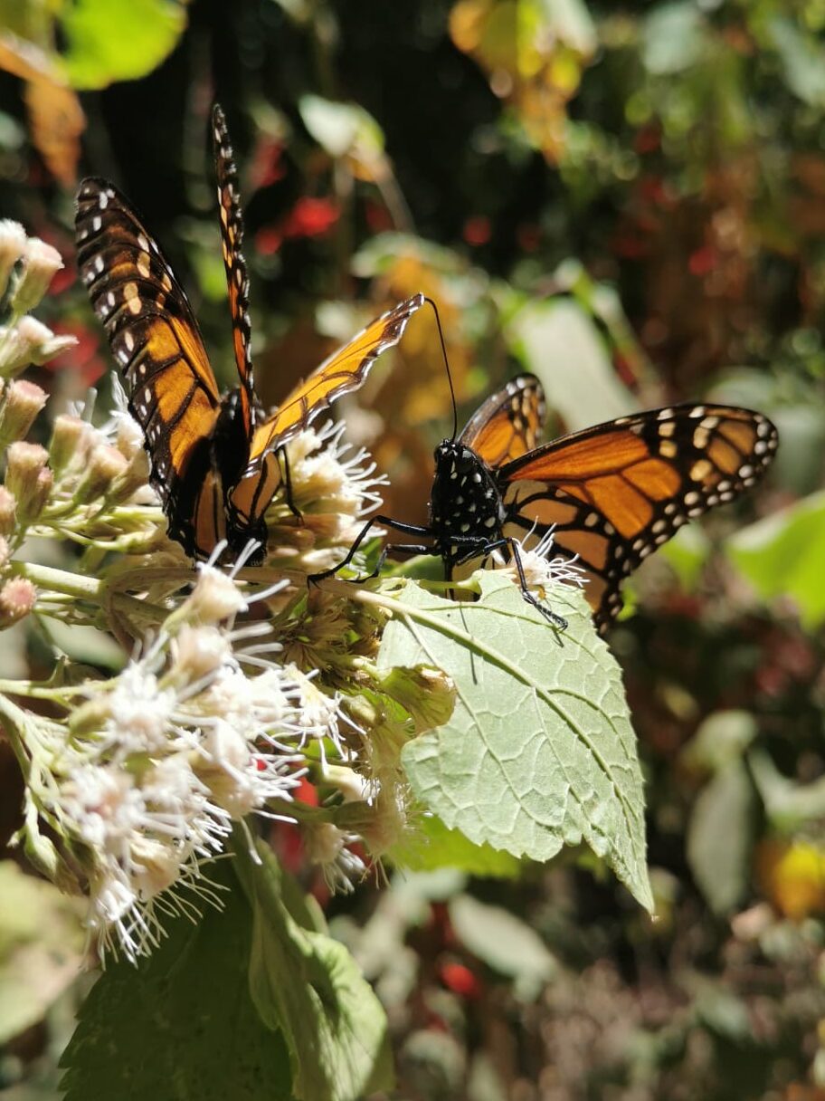 Monarch Butterflies On Leaves